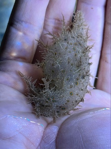 蓝点食藻海猪,海水观赏小丑鱼奶嘴珊瑚缸食藻活体生物