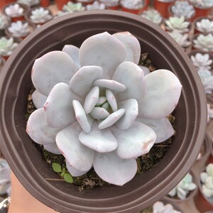 雪莲多肉植物超大粉雪莲多肉老桩雪莲实生单头多粉厚稀有名贵