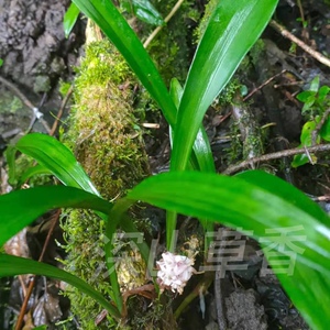 吉祥草 松寿兰小叶万年青竹根七苗 耐寒耐阴 盆栽地栽满50元包邮