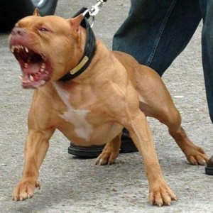 比特犬幼犬纯种美国血统斗狗黄色咖啡色巨型家养护卫狗狗活体出售