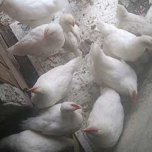 【可孵化】冲销量白羽肉鸡青脚麻鸡种蛋土鸡受精蛋养殖场直发