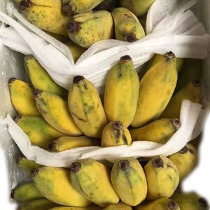 西双版纳原生态小芭蕉,全国包邮