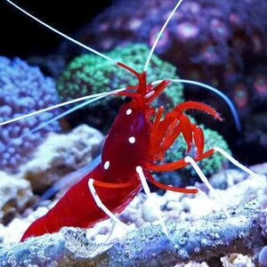 斯里兰卡火焰虾活体海水生物印尼咸水虾观赏虾海洋宠物鱼虾红色