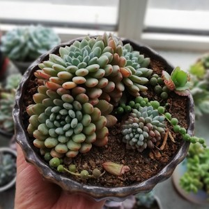 姬小光小蓝衣多肉植物一物一拍姬小光群老桩群生