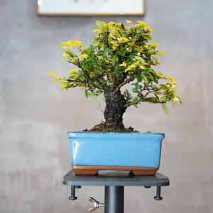 国内现货 邮费到付 亦盆栽 日本 小品盆景盆栽 榉树 2