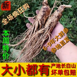 长白山现挖东北特产带土新鲜人参皂苷煲汤泡酒泡茶保鲜参整支包邮