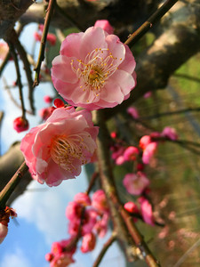 梅花品种小苗日本垂梅粉台垂枝宫粉型台阁红梅树苗庭院华程园艺