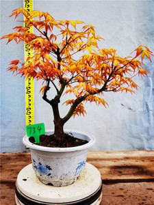 一物一拍奉化华程园艺日本枫 桂 katsura 又名金贵卡苏黄金枫盆景