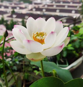 微型碗莲 小仙子-云步摇