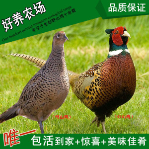 七彩山鸡 农场生态散养公母野山鸡 老鸡肉野土鸡蛋 包邮 包活到家