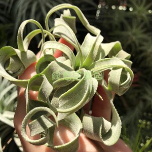 电烫卷空气凤梨