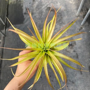 空气凤梨贝可利 t.brachycaulos 懒人无土绿植楠楠的空气凤梨