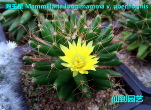 乳突球属 海王星 mammillaria longimamma v. uberiformis 实生球
