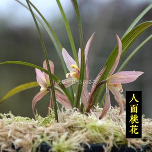 人面桃花兰花