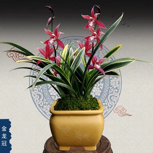 【兰花金龙冠】兰花金龙冠品牌,价格 - 阿里巴巴