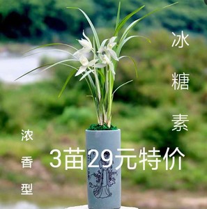 王兰花