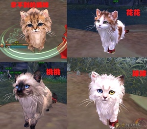 剑侠情缘3剑网三代练明教门派猫剑网3聂云扶摇唐门小猪 门派跟宠