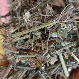 云南中药材夜香牛 寄色草 假咸虾 别名消山虎 星拭草 四眼草500克