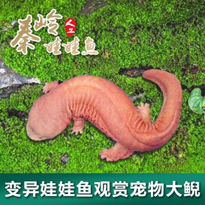 金色红色10厘米一条变异娃娃鱼纯色大鲵鱼苗观赏宠物鱼富贵鱼
