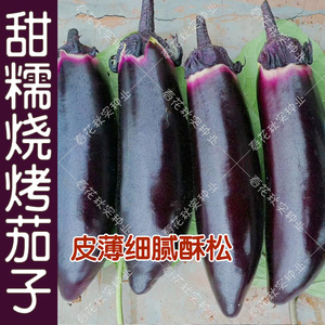 早熟甜糯烧烤茄子种子 皮薄紫黑色甜糯酥松孑 春夏秋四季播蔬菜籽