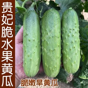 贵妃脆旱黄瓜水果小甜黄瓜种子 春秋季播蔬菜阳台盆栽 籽高产抗病