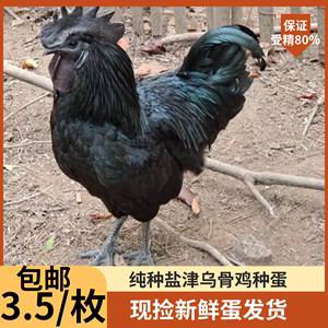 黑鸡 盐津乌骨鸡原种受精种蛋  可孵化种蛋  黑羽白羽乌鸡种蛋