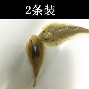 水族观赏鱼活体双吸盘鱼清道夫吃垃圾绿藻苔热带淡水草缸小型包邮