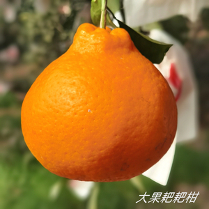 四川蒲江春见耙耙柑超甜橘子爆汁特级粑粑柑10斤大果新鲜孕妇水果