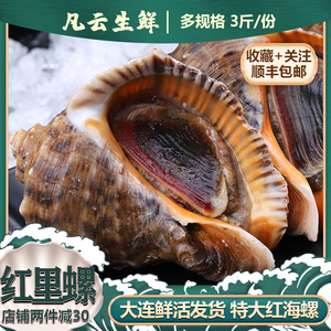 海螺鲜活超大红里螺新鲜特大3斤大连香螺猫眼螺海螺肉海鲜水产