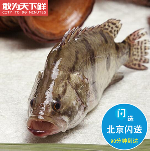1.5-2斤1条 鲜活桂鱼 新鲜养殖鳜鱼鲜活水产松鼠桂鱼臭鳜鱼