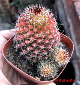 稀有仙人球红娜丸越晒越红精品多肉开花植物可爱小盆栽防辐射美观