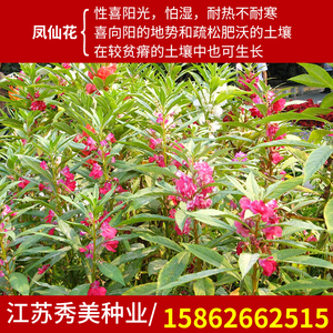 指甲花种子重瓣