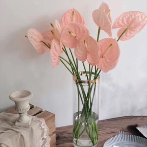 粉掌 白掌 植物室内水养红掌水培水养鹅掌红花绿掌供佛鲜花鲜切花