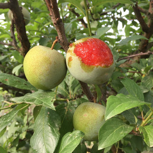 味帝-青绿皮红心大个甜李子时令当季新鲜孕妇儿童水果5斤装包邮