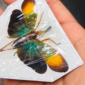 稀有橙斑白点长鼻蜡蝉pyrops whiteheadi gunjii真昆虫甲虫标本