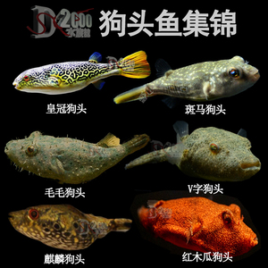 毛毛狗头皇冠狗头麒麟斑马狗头河豚鱼v字狗头鱼活体热带鱼观赏鱼