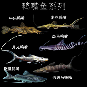 斑马鸭嘴鱼月光鸭嘴坦克鸭嘴观赏热带鱼大型活体龙鱼配鱼底层鱼