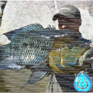 稀有野生进口南美大型原生慈鲷黄金火口热带淡水凶猛观赏鱼活体