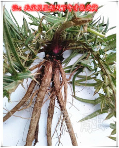 邹春龙3817淘宝500克新鲜簕欓(根)狗花椒鹰不泊鸡胡欓土花椒刺苍(发