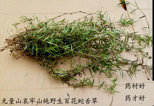 野生百花蛇舌草新鲜干货云南普洱景东无量山哀牢山特产