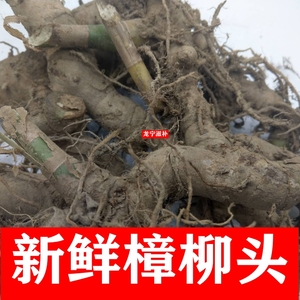 白石笋广东商陆观音姜山冬笋老妈妈拐棍毛新鲜樟柳头500g发顺丰