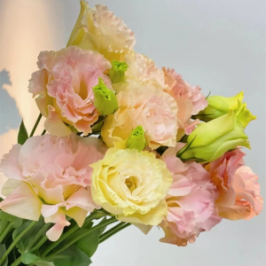 香槟色洋桔梗1扎单品插花简约办公室家居新春装饰佛山桂城送花