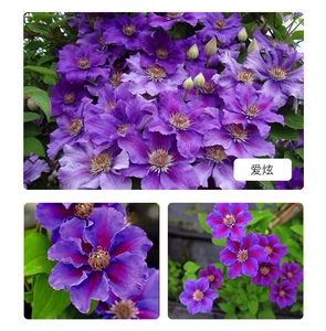 铁线莲爱炫母本苗