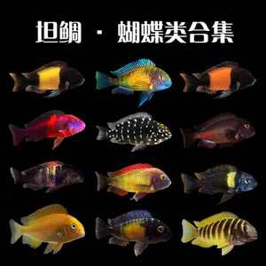 蝴蝶三湖慈鲷鱼
