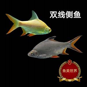 双线侧鱼金银元宝观赏鱼热带鱼金凤银凤鱼活体泰国鲫淡水易活好养
