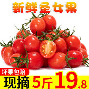 千禧圣女果新鲜现摘小番茄水果西红柿自然熟当季整箱包邮10斤超甜