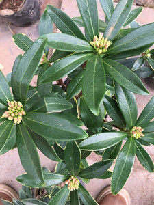 金边瑞香花卉盆栽冬季室内植物四季常青绿植耐寒开花香冬带花苞发