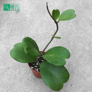 一片心心叶球兰多肉植物阳台爬藤花卉心形叶片室内观叶情人送礼