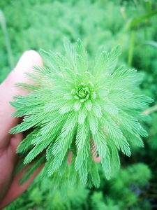 粉绿狐尾草狐尾草小龙虾养殖水族鱼缸微景观生态工程净化污水