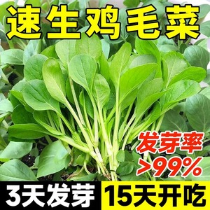 鸡毛菜菜籽种四季大全小白菜青菜油菜种孑上海青速生阳台蔬菜种子